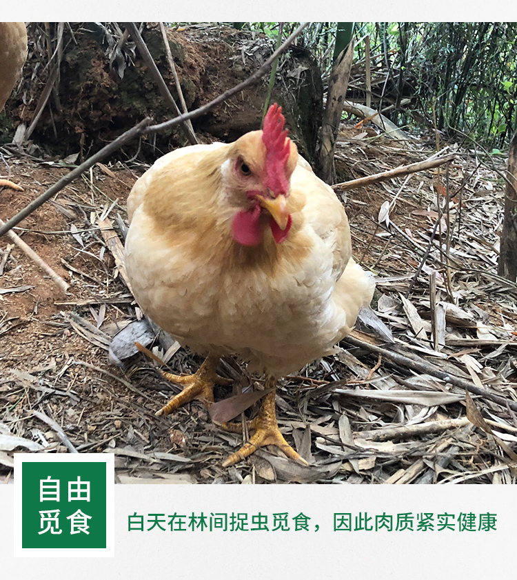 散养鸡-详情_06