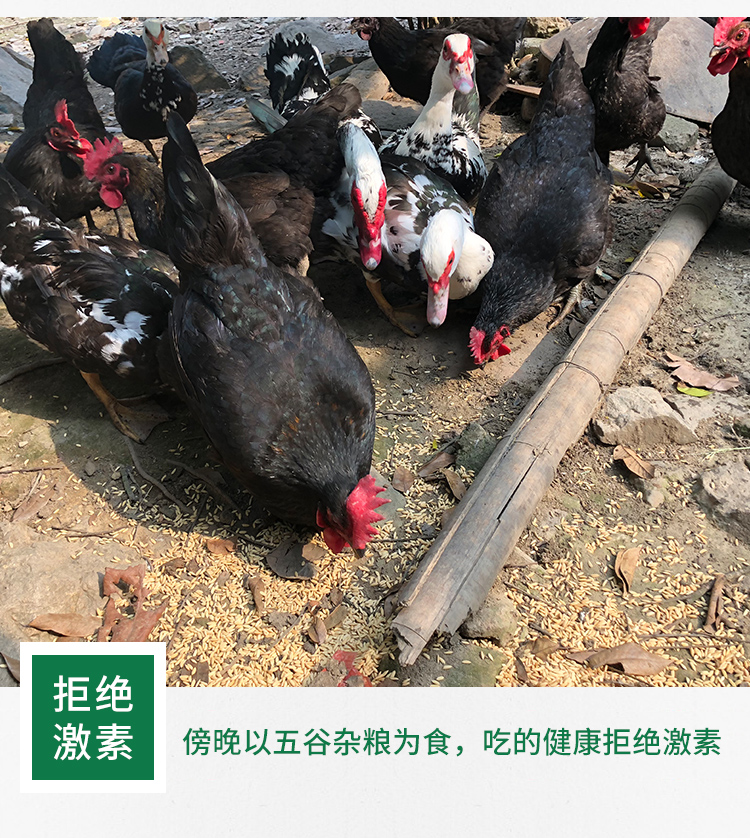 散养鸡-详情_07