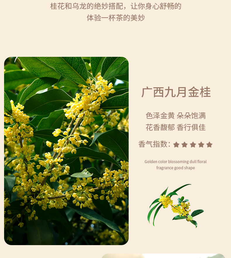 桂花乌龙1_03